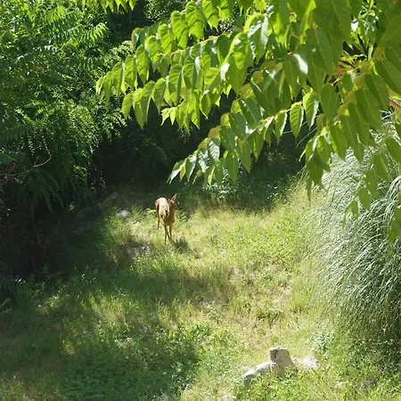 Flora Διαμέρισμα *